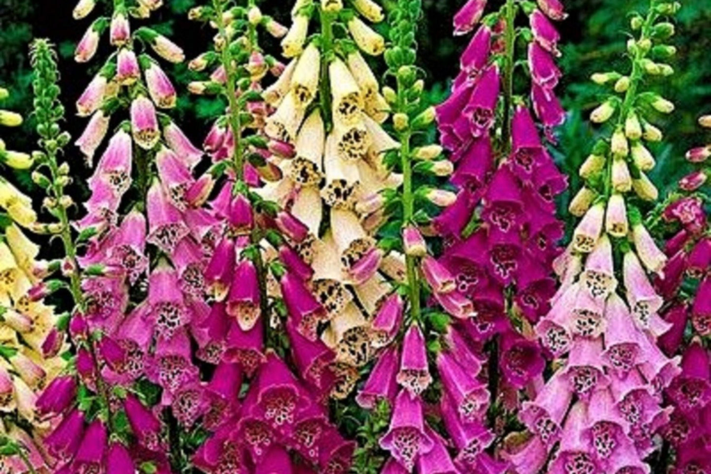 Apricot Beauty Foxglove Seeds | Digitalis purpurea | Non-GMO Flowering Plant for Gardens, Borders & Pollinator Attracting