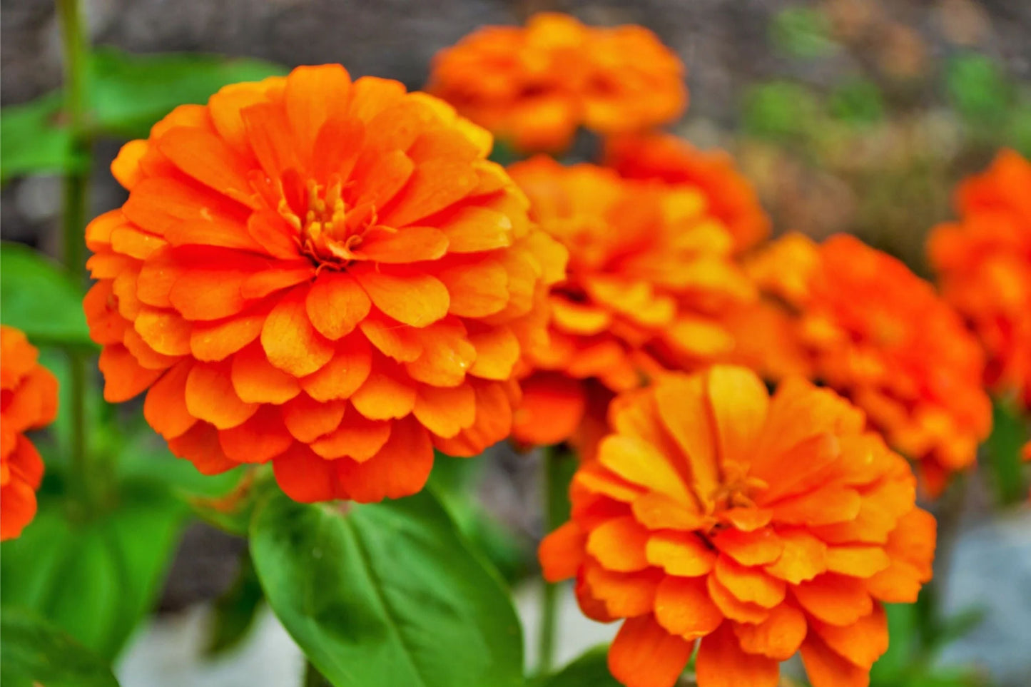 Zinnia Seeds - Giant 5" Orange Flowers - Zinnia elegans - Easy to Grow Annual Garden Flowers for Borders & Containers