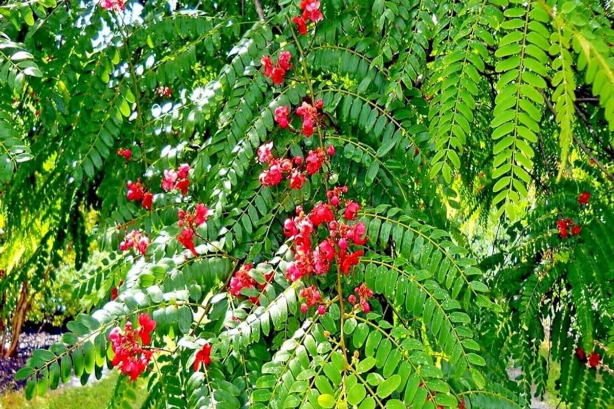 Red Shower Tree Seeds - Cassia Roxburghii "Rose Cassia" Tropical Flowering Plant Seeds for Garden, Landscape, and Pollinator Attraction