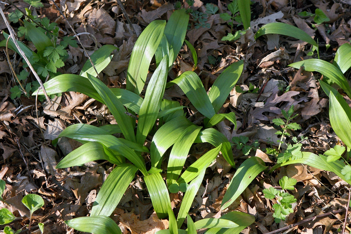 Wild Ramps Seeds - Allium tricoccum - Perennial Wild Garlic & Leek Seeds for Organic Gardening