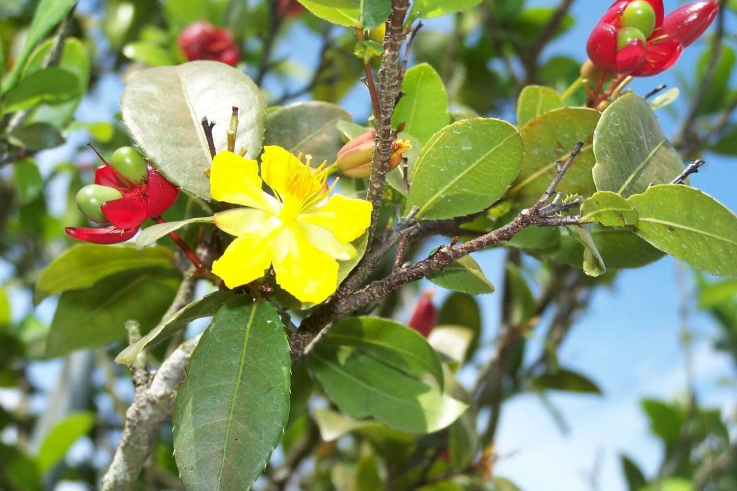 Fresh Seeds - 35 Ochna Serrulata Mickey Mouse Plant Seeds - Yellow Flowers, Rare Bonsai Seed Variety