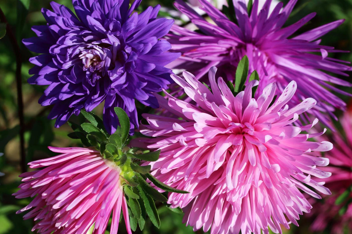Ostrich Feather Aster Seeds | Heirloom Mix | Aster novi-belgii Flower Seeds for Garden, Cut Flowers, Pollinator Attractant