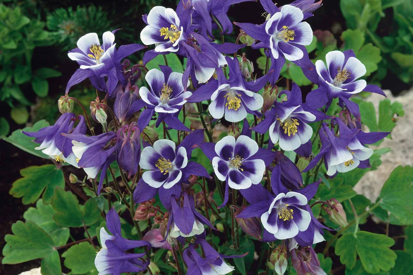 Blue Star Columbine Seeds | Non-GMO Aquilegia caerulea Flower Garden Seeds | Vibrant Blue Perennial Plant Pack