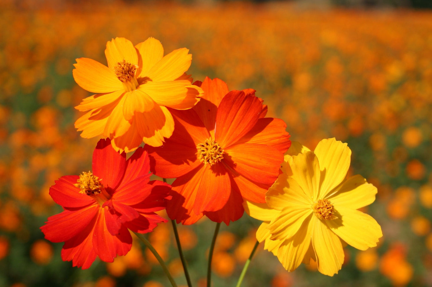 Cosmos Seeds - Bright Lights Variety - Non-GMO Flower Seeds for Gardens - Cosmos bipinnatus, Vibrant Color, Attracts Pollinators