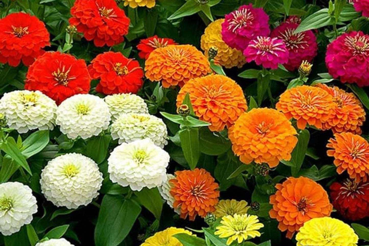 Zinnia Seeds for Planting – California Giants Flower Seeds, Bulk Semilla, Vibrant Colorful Blooms, Easy to Grow, Zinnia elegans