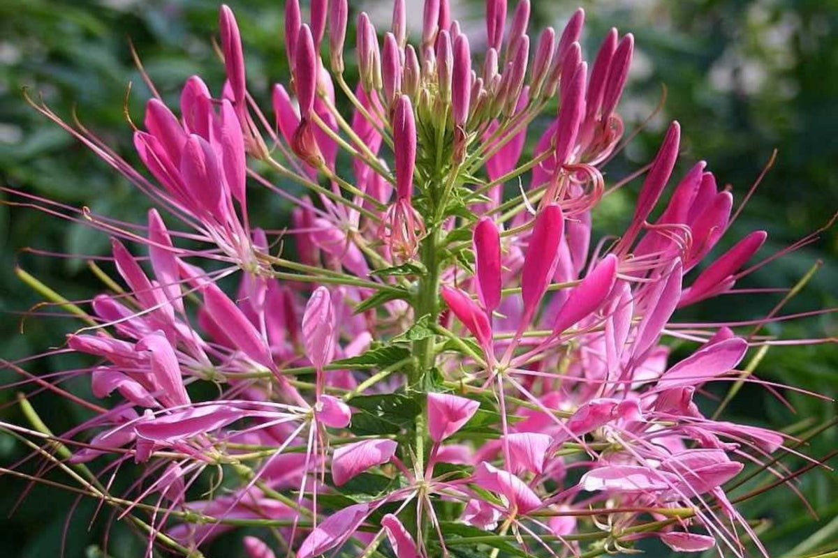 Mixed Colors Cleome Seeds | Non-GMO | 100-2,000 Seeds | Cleome hassleriana for Gardens & Flower Beds