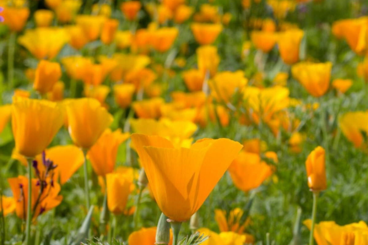 California Poppy Seeds – Orange Flower Seeds for Planting, Non-GMO, Eschscholzia californica, Drought-Tolerant Annual, 100 Seeds