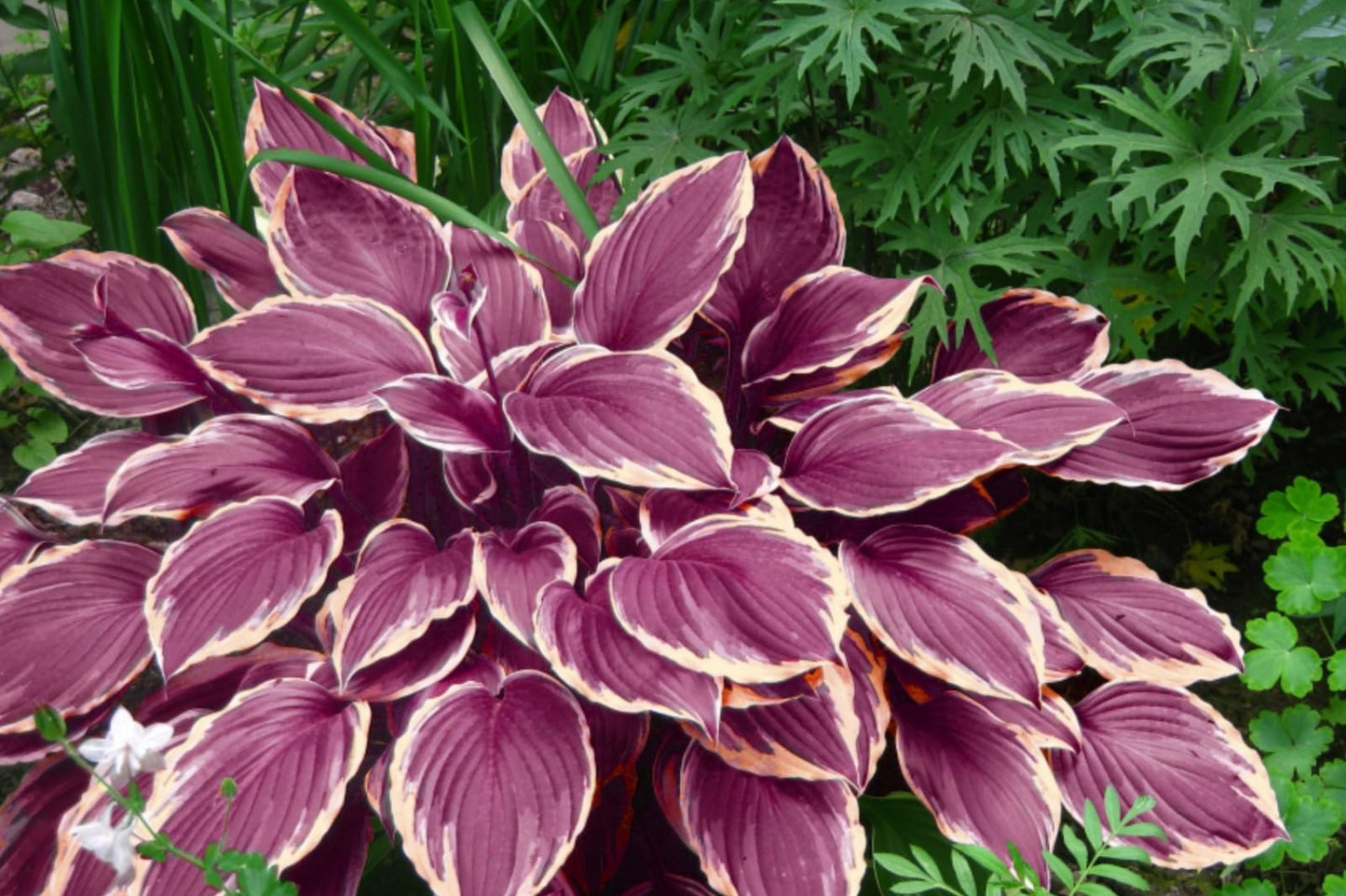 Hosta Seeds for Planting - Perennial Shade-Loving Garden Plants - Over 200 Seeds - Hosta spp.