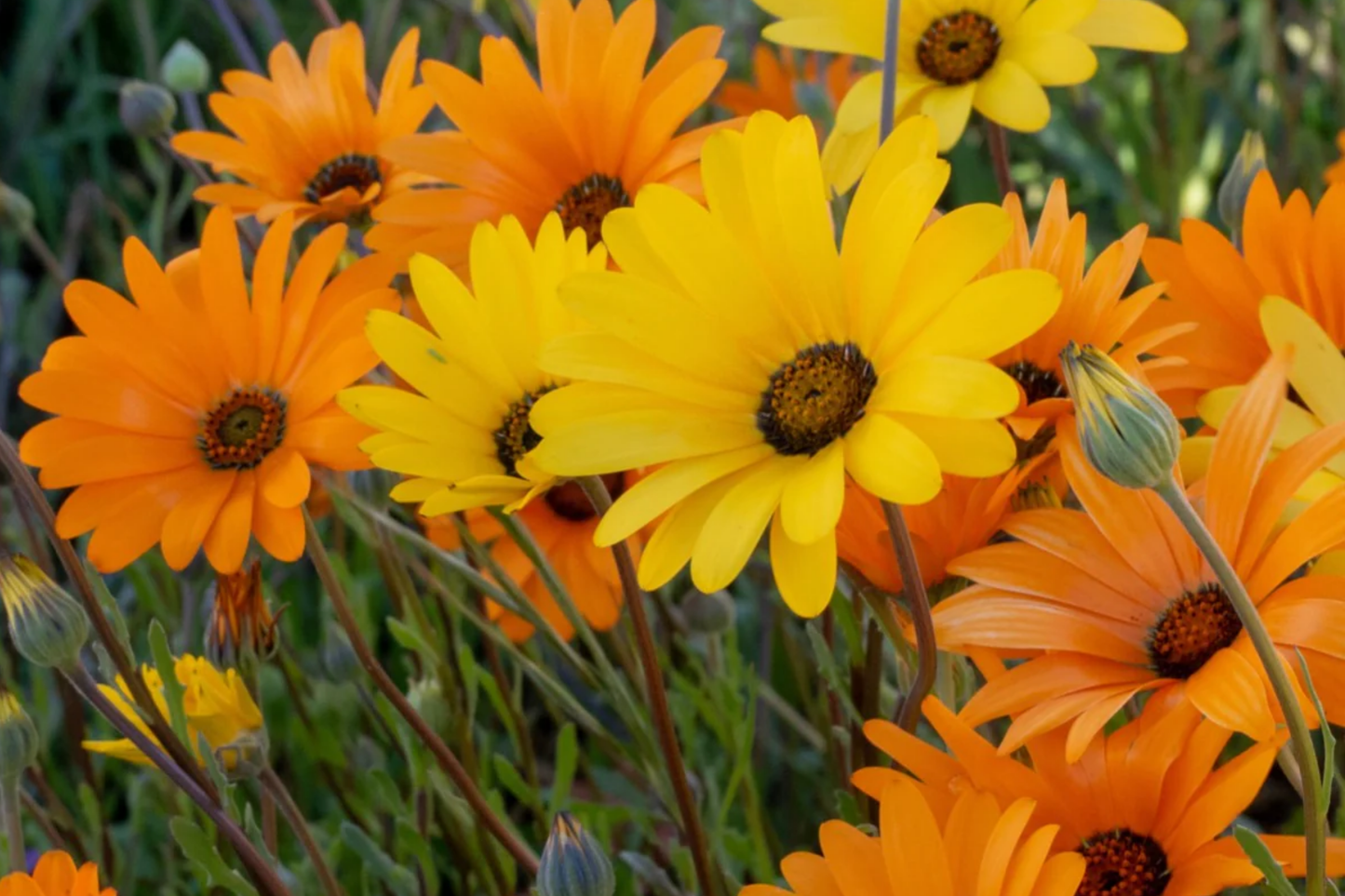 African Daisy Seeds - Heirloom Non-GMO Flower Seeds - Osteospermum Arctotis stoechadifolia - Vibrant Annual Garden Planting Supplies