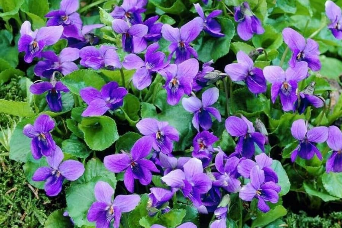 Perennial Sweet Violet Flower Seeds - 300+ Viola odorata Non-GMO Seeds for Borders & Ground Cover