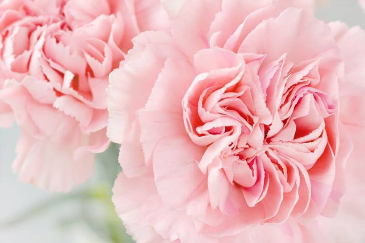 La France Carnation Seeds | Non-GMO Dianthus caryophyllus Flower Seeds for Garden, Borders & Cut Flowers