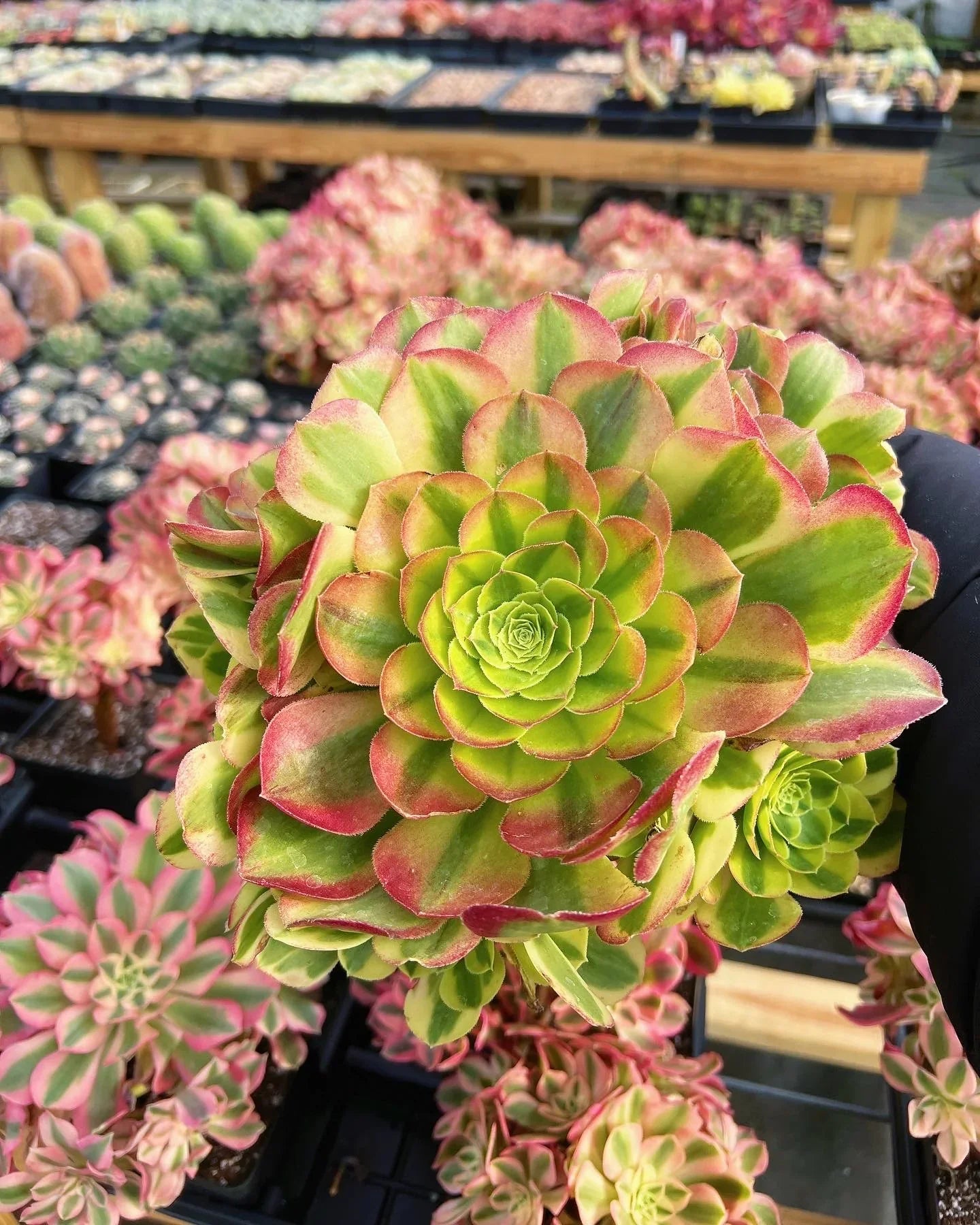 Aeonium 'Halloween' Cutting – 3-5" Madeira Rose Succulent, Rare Unrooted Stem, Orange-Green Rosette, Exotic Aeonium Variety