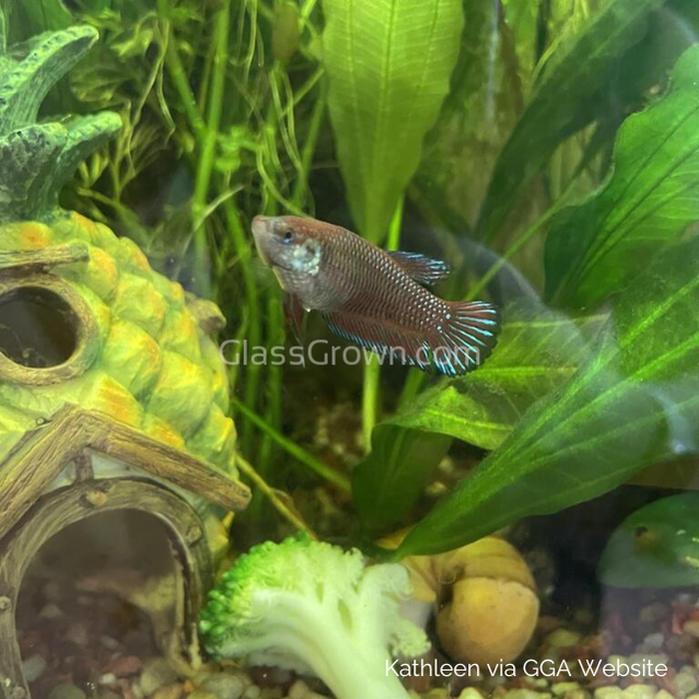 Female Betta Sorority 3 Pack