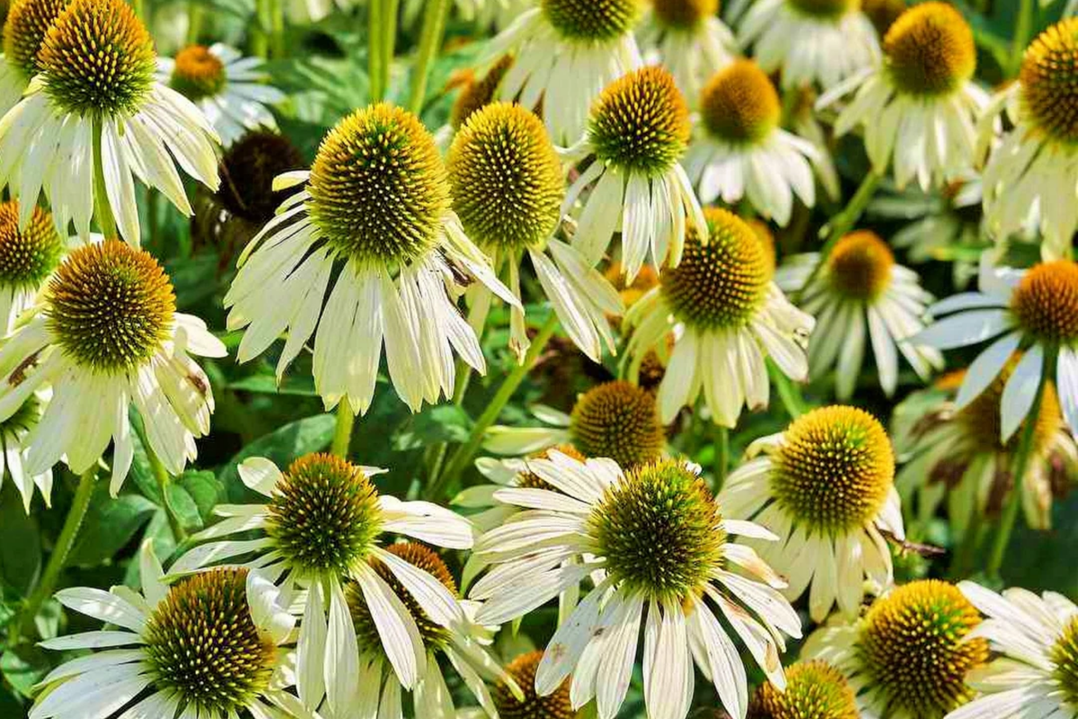 White Swan Coneflower Seeds | Non-GMO Echinacea purpurea | Pollinator Friendly, White Daisy Flowers, Native Perennial Seeds
