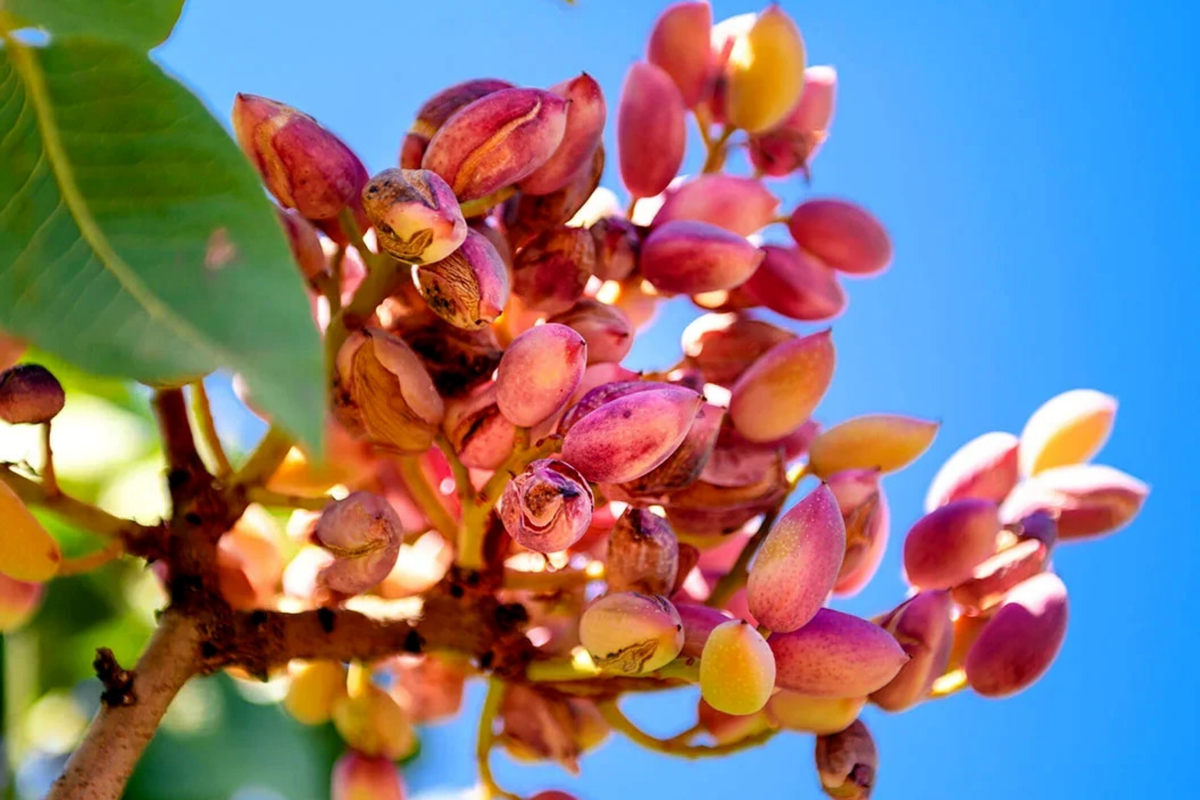 Pistachio Nut Tree Seeds - Edible Garden Plant - Hardy Zone 7 - Pistacia vera - Full Sun, Deciduous, Pack of 10