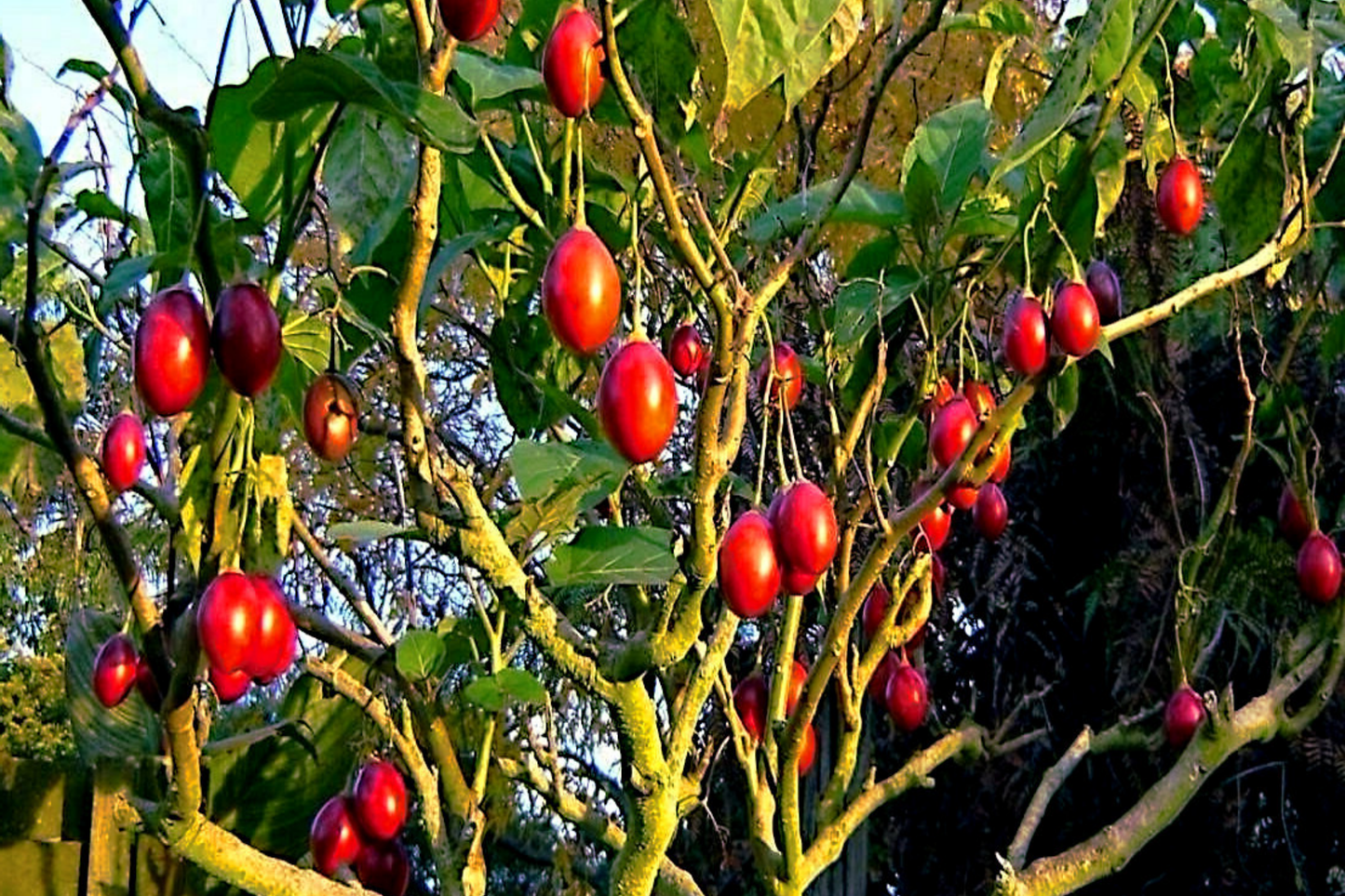 Tamarillo Tree Tomato Seeds – High Yielding Solanum betaceum, Fast Growing, Perennial, Bushy, 10 Seeds
