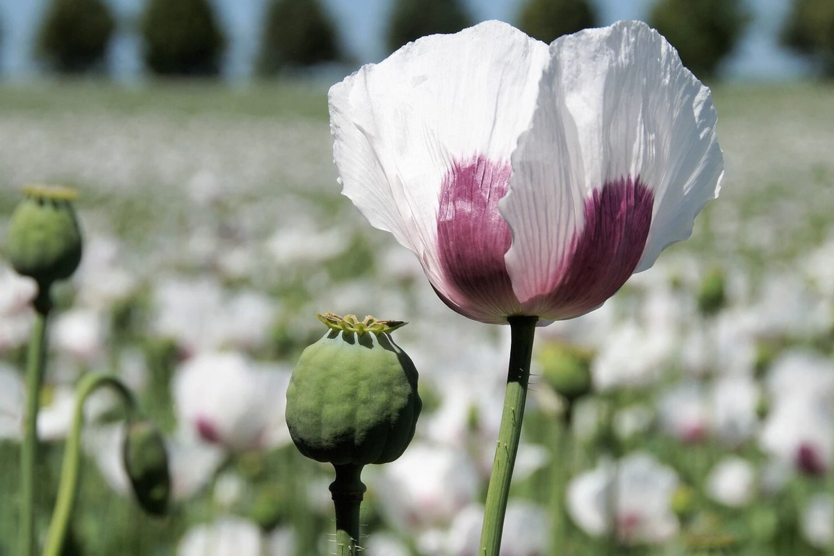 Organic Tasmanian Papaver somniferum Poppy Seeds – 20,000 Untreated Seeds for Planting, Flower Bed, Border, Garden