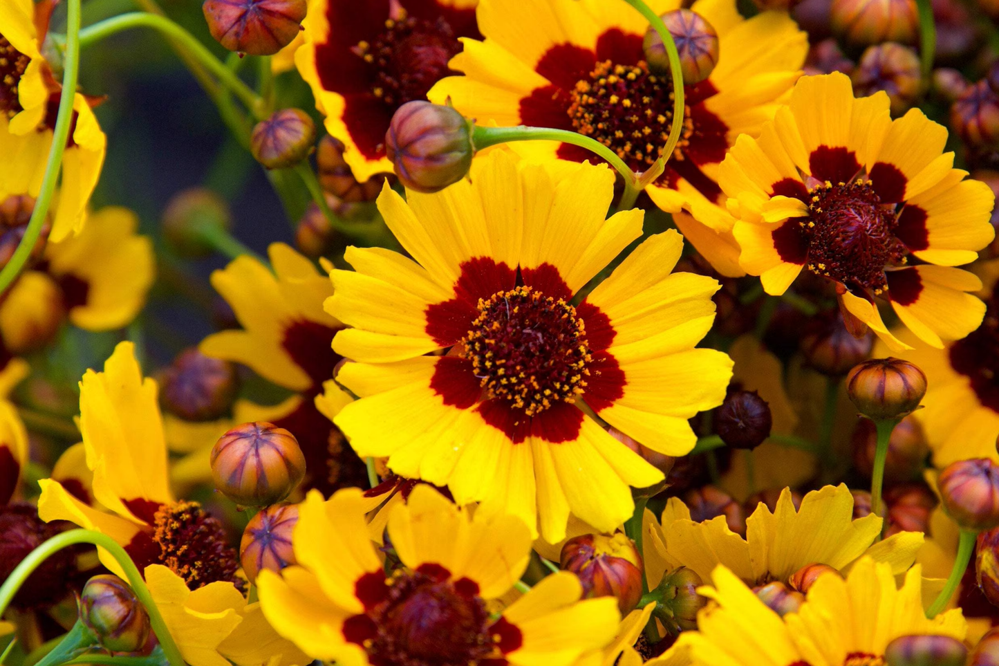 Coreopsis Seeds 300-6000 Non-GMO Plains Coreopsis Flower Garden Seeds for Wildflower Gardens