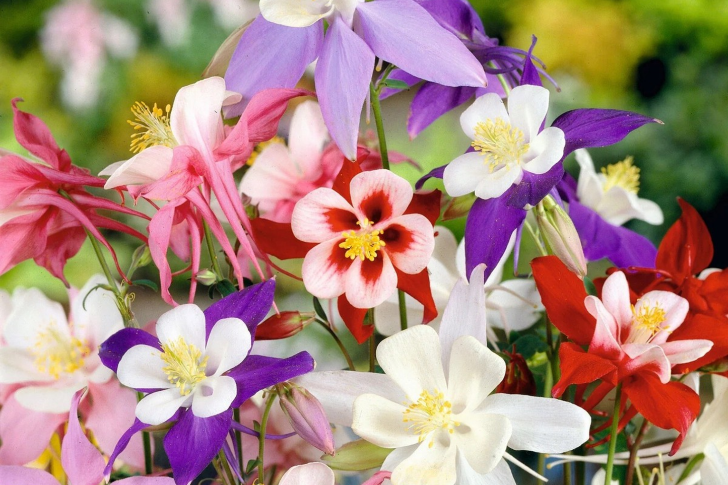 Crystal Star Columbine Seeds - Non-GMO Aquilegia caerulea Flower Seeds for Gardens, Borders & Wildflower Meadows