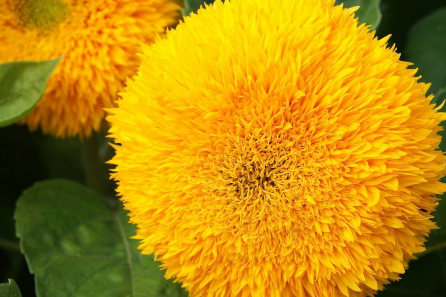 Sunflower Seeds for Planting - 700+ Giant Teddy Bear Heirloom Non-GMO Helianthus annuus