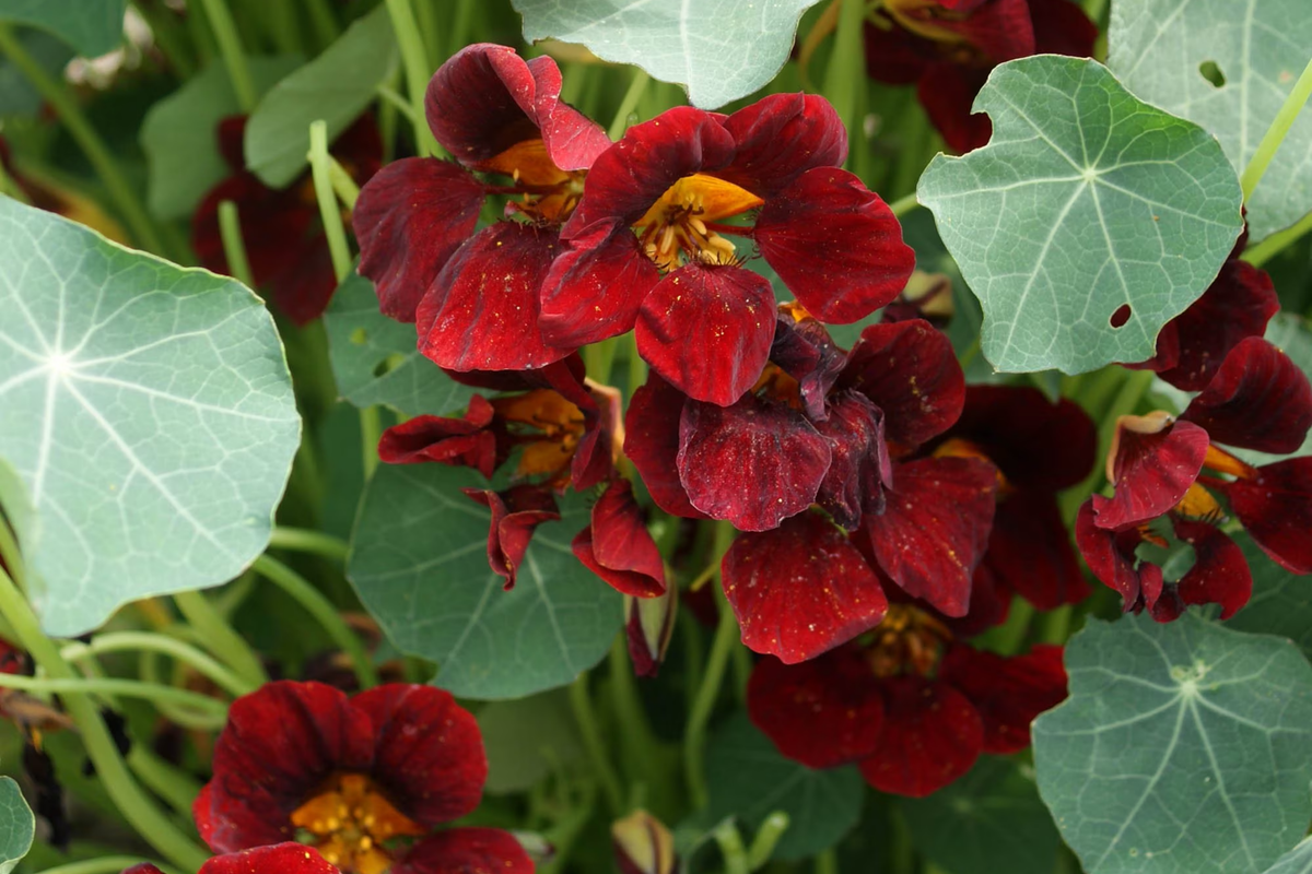 Nasturtium Seeds - Black Velvet Heirloom Edible Flowering Plants Tropaeolum majus, Non-GMO, Fast Germination