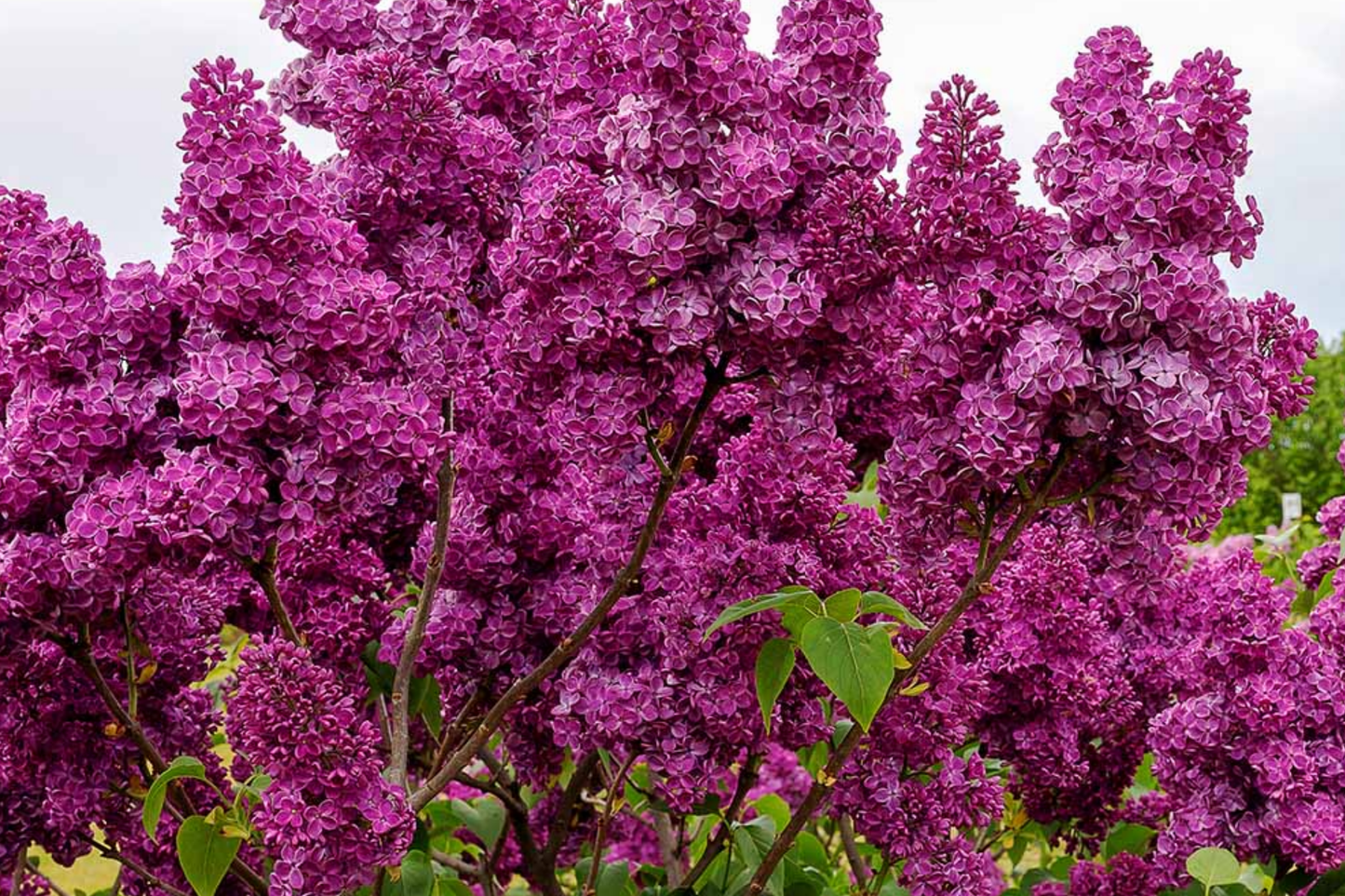 French Lilac Shrub Seeds - Syringa vulgaris, Fragrant, Fast Growing, Showy Blooms, Hardy, Garden Hedges & Borders