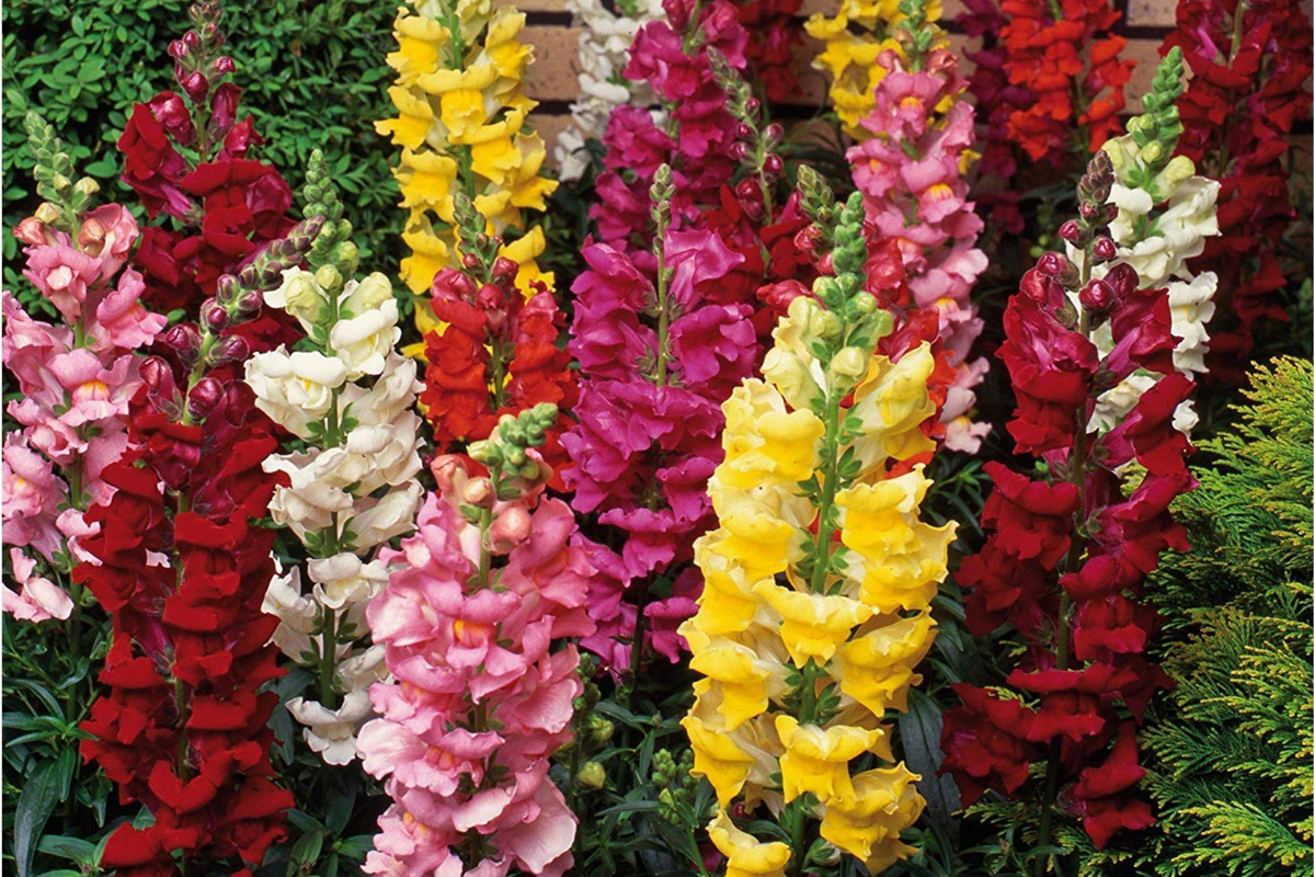 Snapdragon Seeds | Heirloom Magic Carpet Mix | Edible Flowers Antirrhinum majus | Full Sun Annual