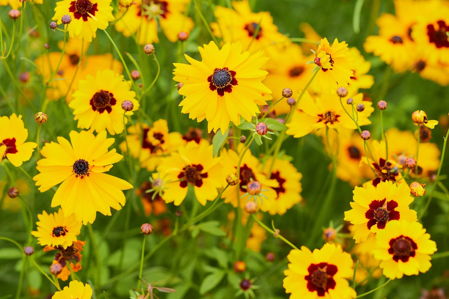 Plains Coreopsis Seeds | Non-GMO Wildflower Variety | Coreopsis tinctoria | Bulk Seed Pack for Gardens & Meadows