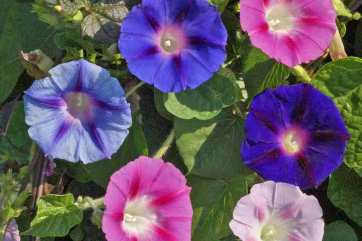 Morning Glory Climbing Vine Seeds - 100 Pack Mixed Colors Ipomoea tricolor, Annual Flower, Fast-Growing Garden Vine