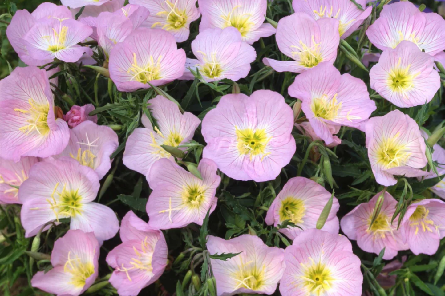 Showy Evening Primrose Seeds | Non-GMO Oenothera speciosa | Bulk Pack for Gardening, Attracts Pollinators