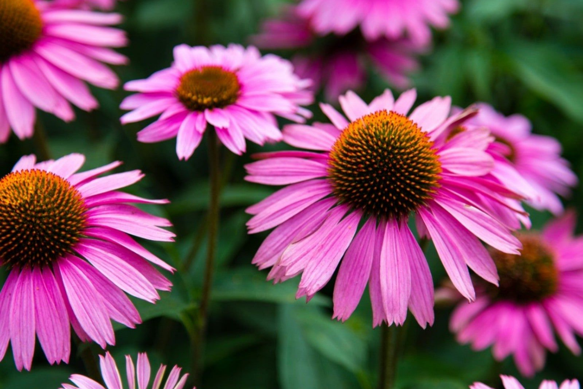 Echinacea purpurea Seeds - 300+ Annual Flower Seeds for Garden, Purple Coneflower, Pollinator Attracting, Easy to Grow