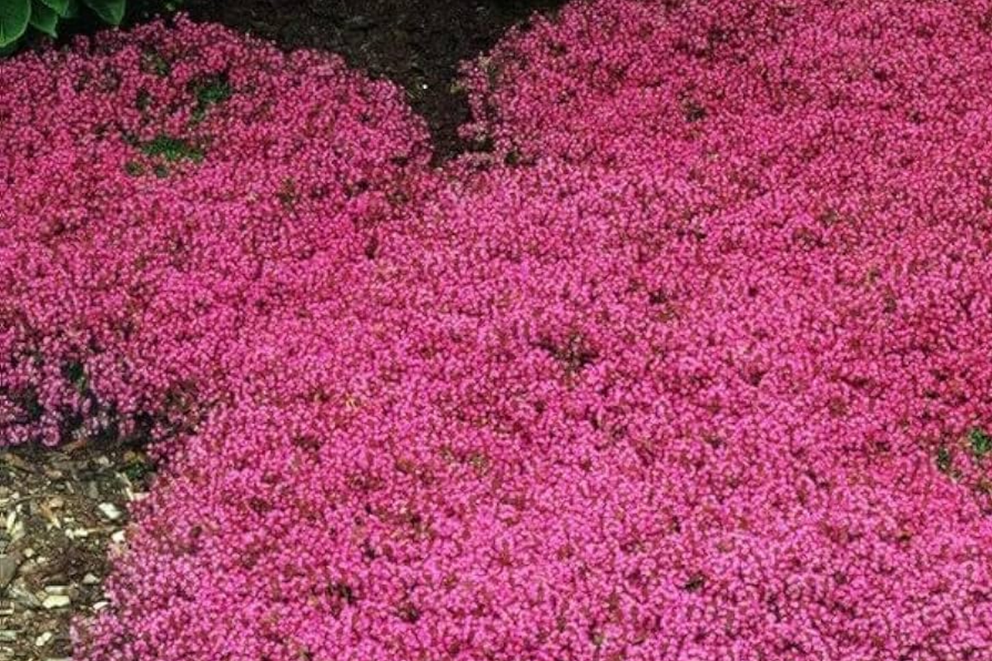 Red Creeping Thyme Seeds - 20,000+ Non-GMO Perennial Ground Cover - Thymus serpyllum 'Coccineus'