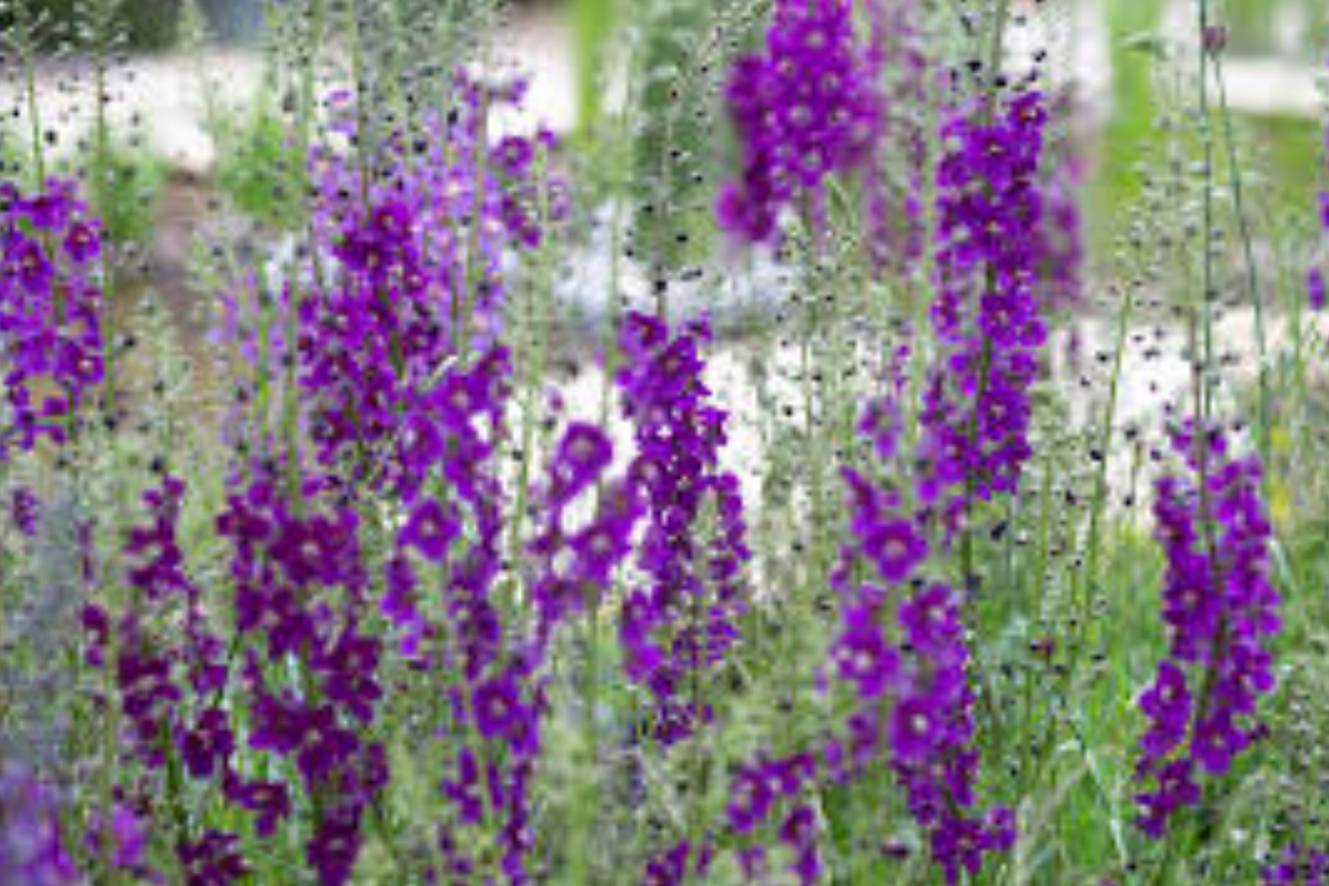 Verbascum Seeds - Purple Mullein Hybrids Mix - Flower Seeds for Borders & Wildflower Gardens - Verbascum Pheonicium