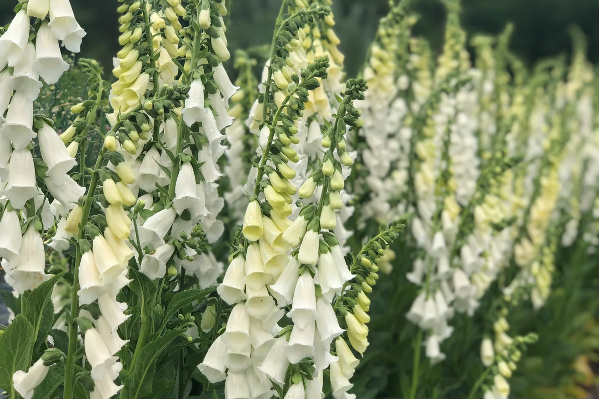 Alba Foxglove Seeds, Digitalis purpurea 'Alba', White Flower Seeds for Garden, Non-GMO, Cottage Garden, Pollinator Attracting