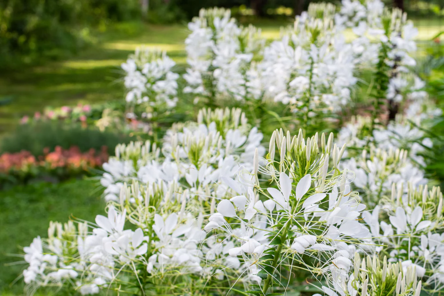 White Queen Cleome Seeds – Non-GMO Flower Seeds for Borders & Containers, Cleome hassleriana, Easy to Grow, Free Shipping