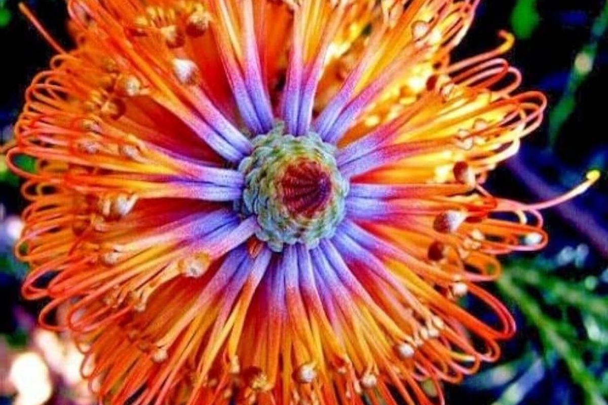Lantern Fireworks Tree Seeds - Banksia ericifolia "Little Eric" - Rare Flowering Seeds for Drought-Tolerant Gardens