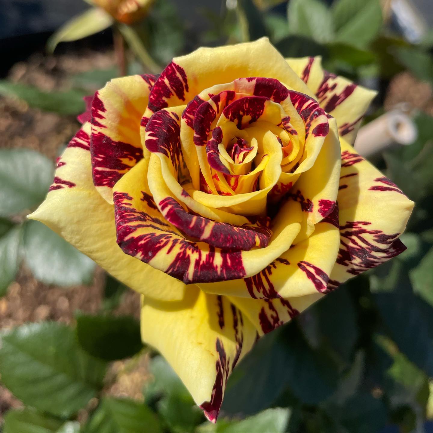Simsalabim Bi-Color Hybrid Tea Rose Bare Root Plant Red Yellow Striped Flower