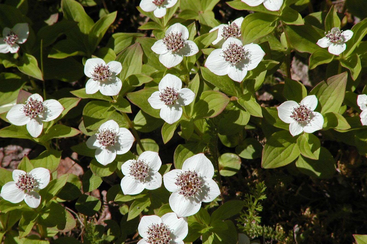 Creeping Dogwood Seeds, Bunchberry, Edible Red Berries, Perennial Ground Cover, Cornus canadensis, Shade Tolerant Plant