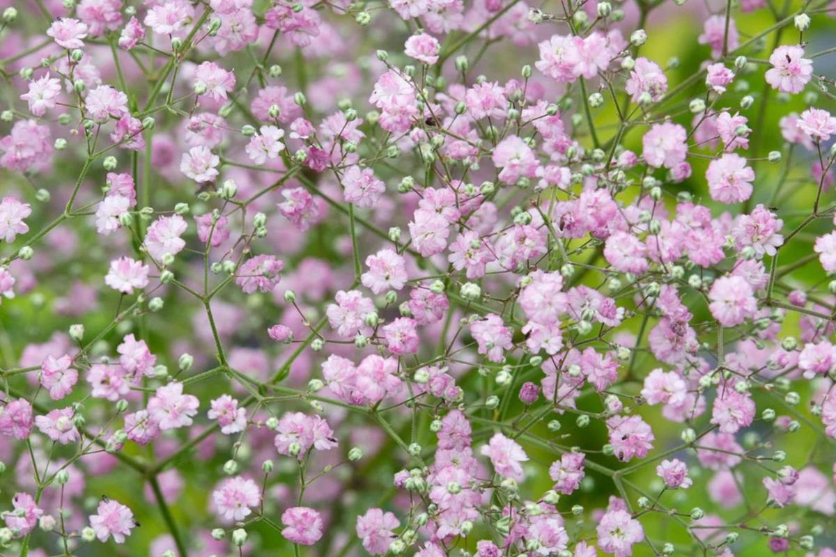 Pink Baby's Breath Seeds - Non-GMO Gypsophila paniculata Flower Seeds for Gardens & Cut Flowers