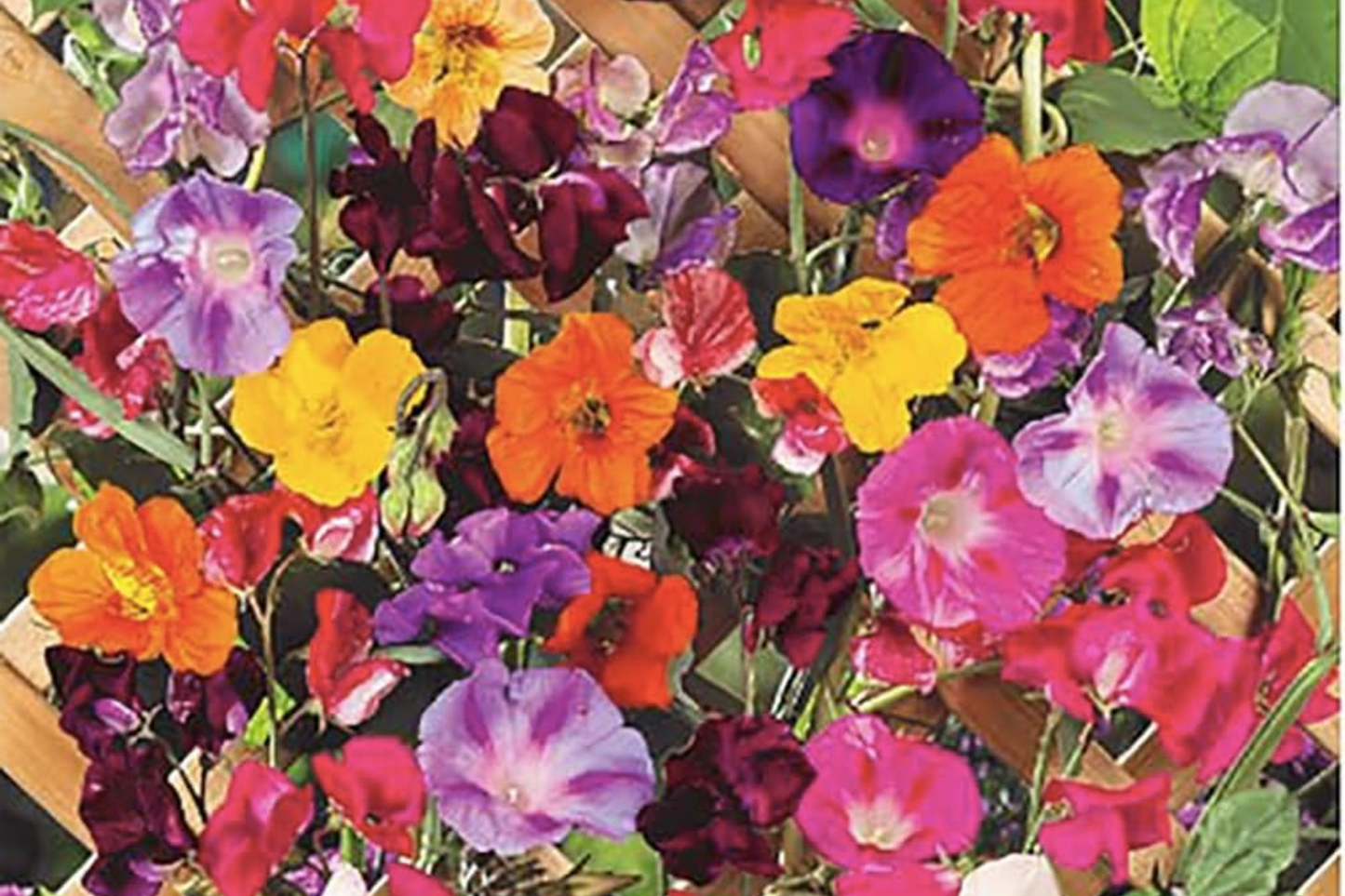 300+ Mixed Climbing Rose Seeds - Heirloom Garden Vine Variety for Outdoor Planting - Rosa spp.