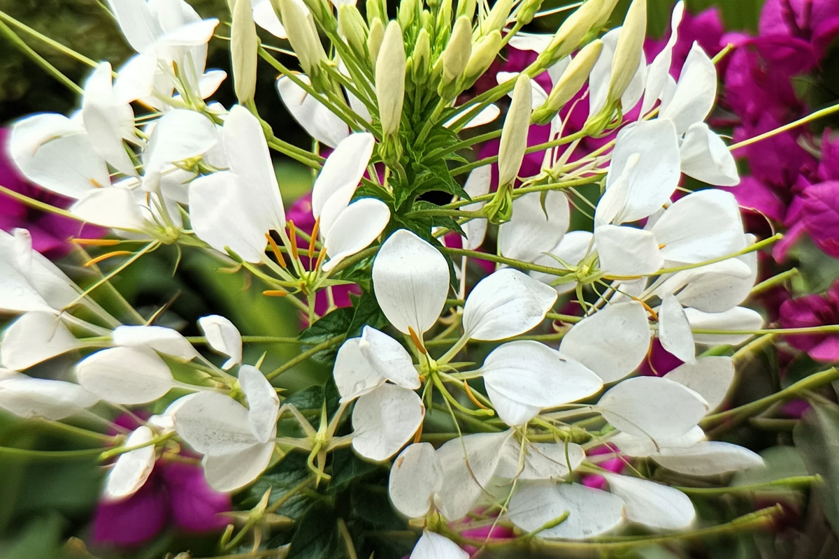 White Queen Cleome Seeds | Non-GMO Flowering Plant Seeds | Cleome hassleriana for Garden Pollinator Attraction