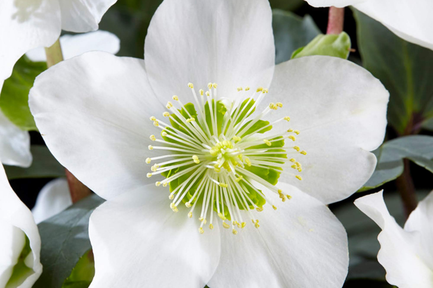 Christmas Rose Seeds - Helleborus Niger Bulk Seeds for Winter Blooming Perennial Garden Flowers
