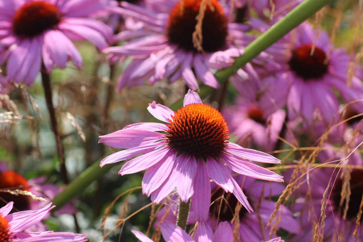 Echinacea purpurea Seeds - Double Flower Perennial Seeds for Garden Planting - 1000+ Seeds
