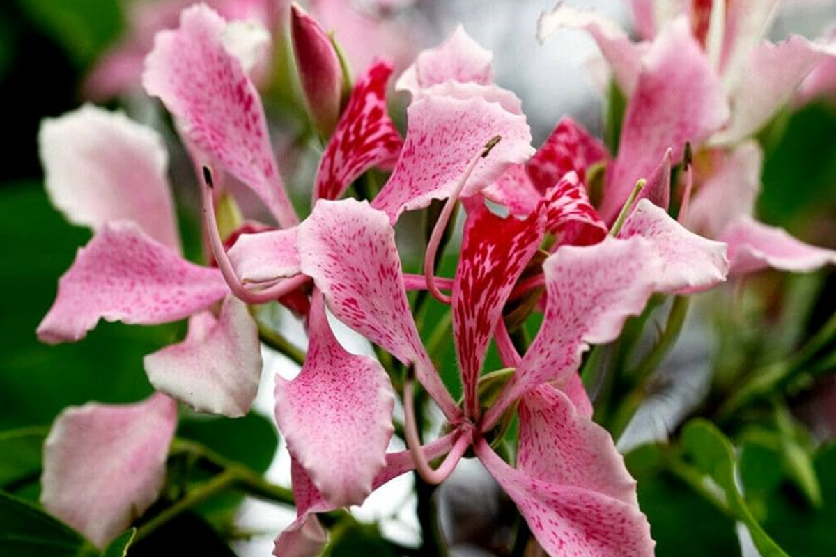 Pink Orchid Tree Seeds - Bauhinia monandra - Tropical Butterfly Flower Seeds for Garden & Landscape