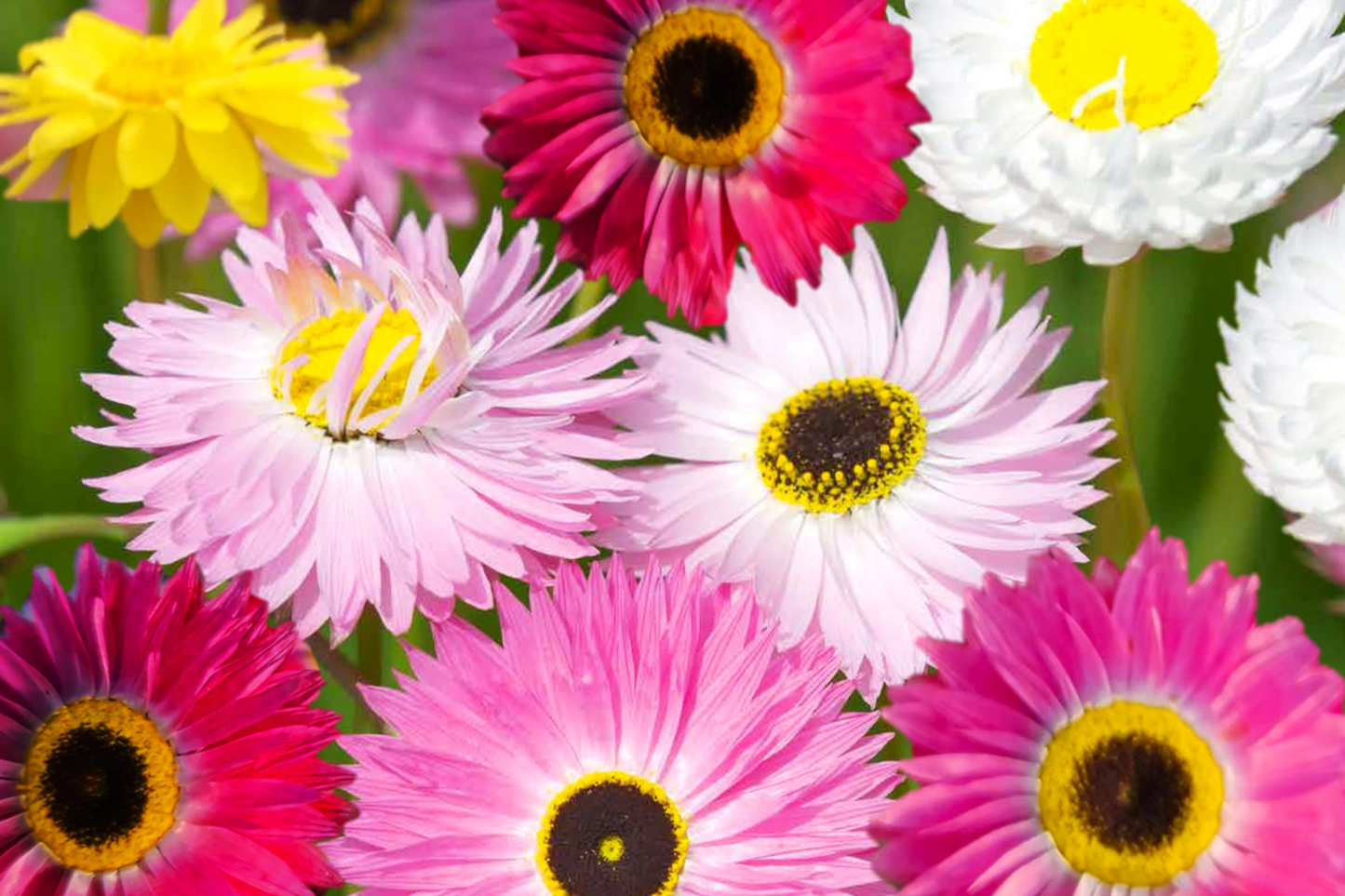 Giant Flowered Mix Paper Daisy Seeds - Xerochrysum bracteatum - Vibrant Colorful Blooms for Garden 2025