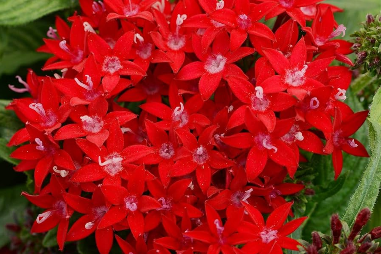 Pentas Seeds - 1000+ Lucky Star Perennial Pentas lanceolata for Garden, Borders, Containers, Butterfly & Hummingbird Attracting