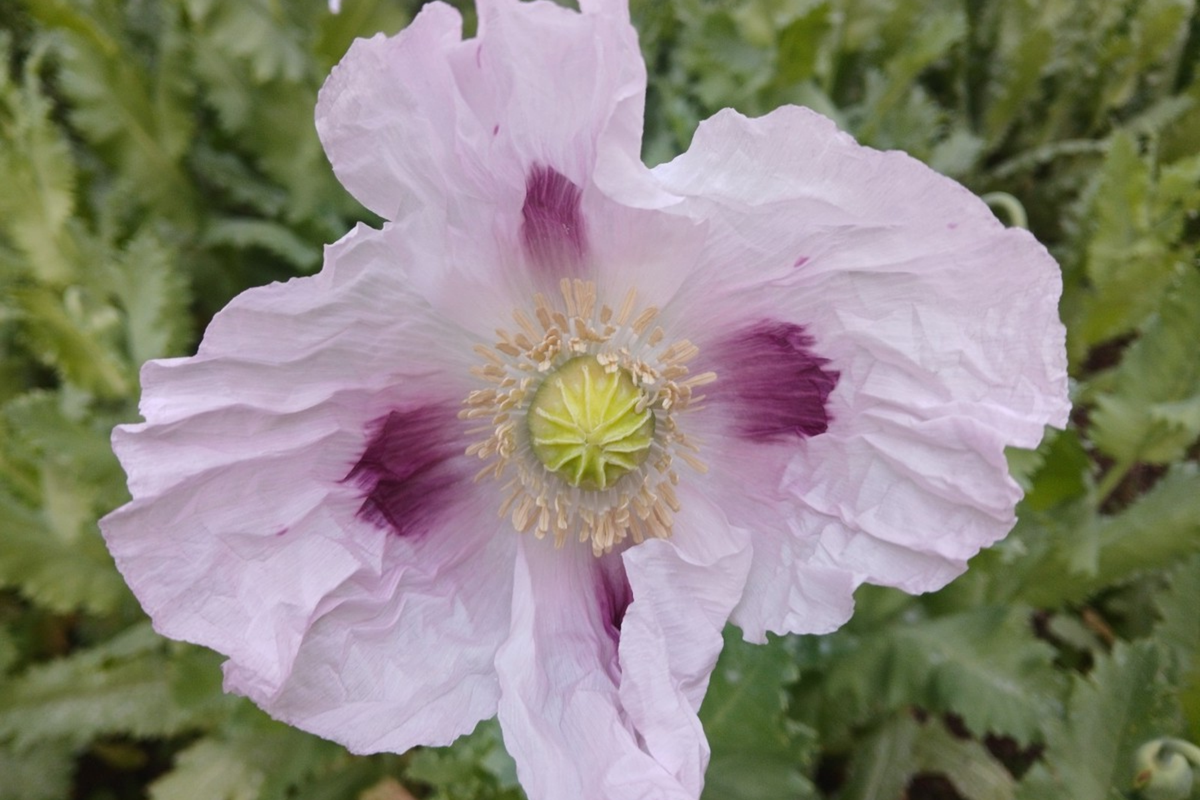 Organic Turkish Poppy Seeds - 20,000+ Untreated Papaver somniferum for Planting, Garden Bed & Border, Full Sun, Non-GMO