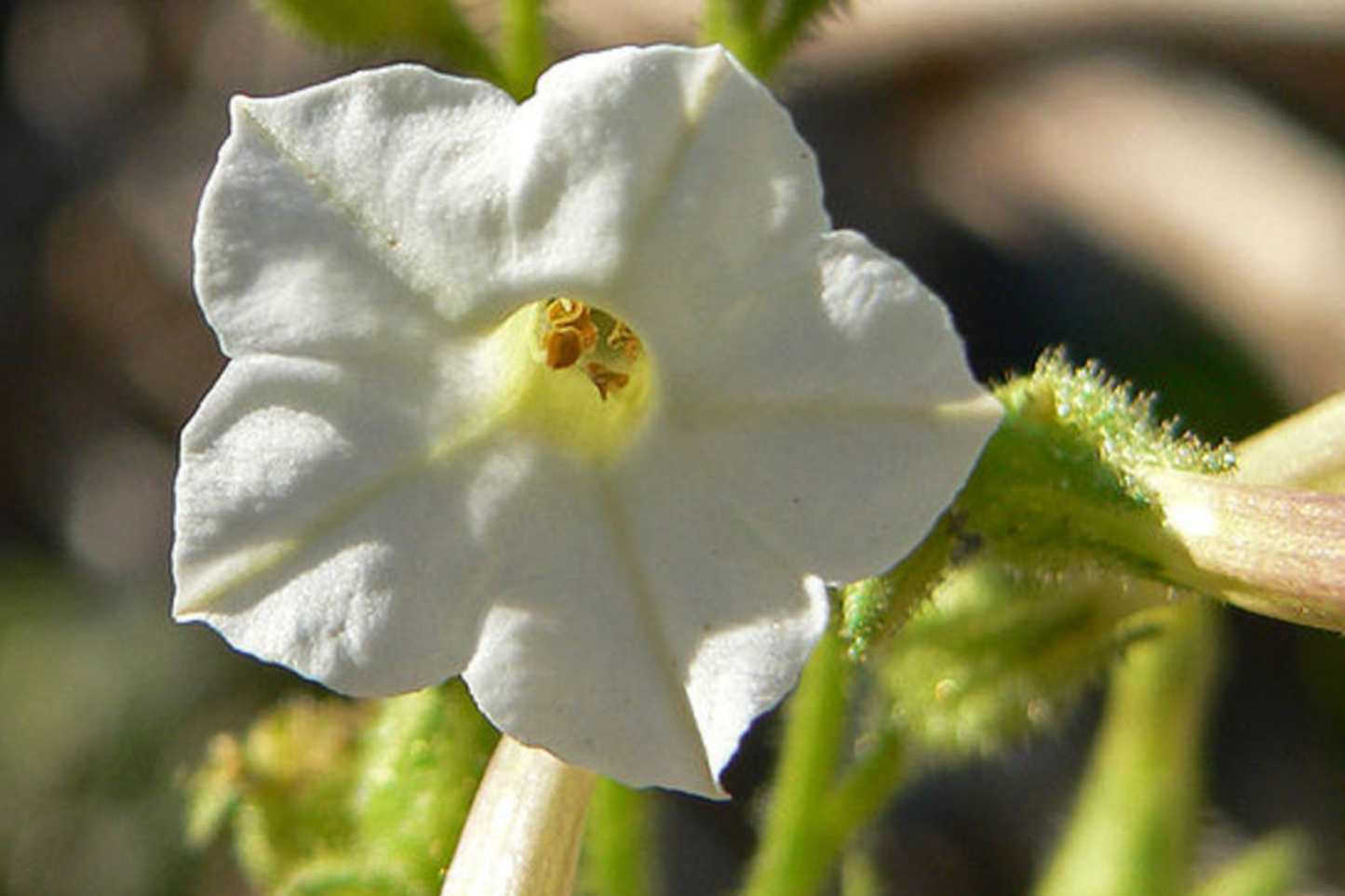 Nicotiana Attenuata Seeds, Coyote Tobacco, Annual Flowering Plant, Pollinator Attractant, Heirloom Seeds for Garden