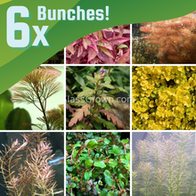 Grower's Choice High Light Plants (6 Bunches)