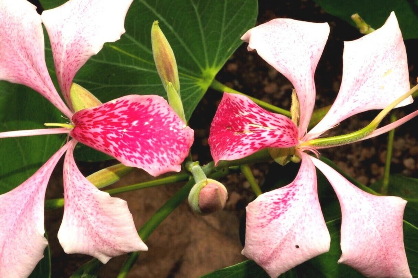 Pink Orchid Tree Seeds - Bauhinia monandra - Tropical Butterfly Flower Plant for Gardens & Landscaping - Pack of 10
